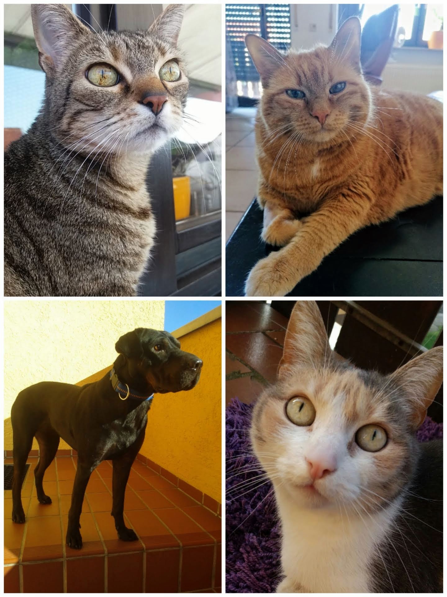 Unsere ehemaligen Lieblinge